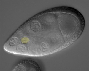 control egg chamberDIC2Y